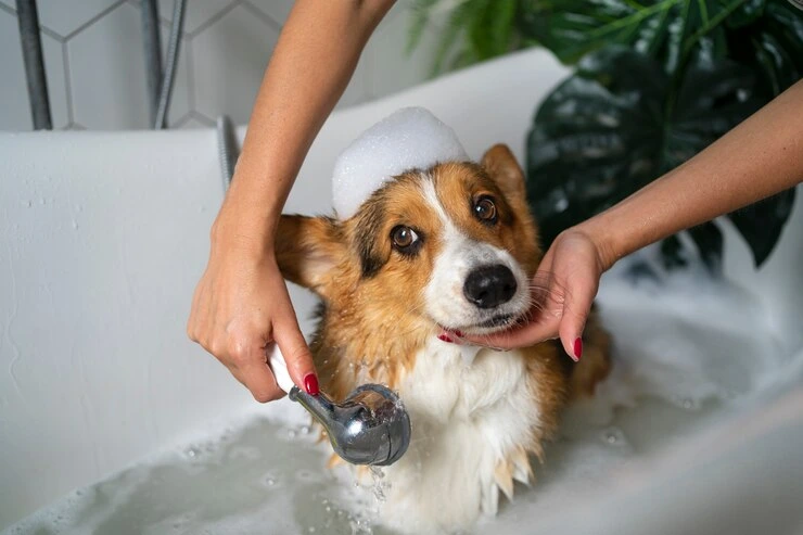 Best Pet Clinic In Kolkata, dog grooming services in Kolkata , pet boarding in Kolkata , pet vaccination in Kolkata , pet dental care in Kolkata , Pet Nutrition Tips by expert in Kolkata , Veterinary Clinics in Kankurgachhi Kolkata , veterinary clinics near me in Kolkata , best veterinary hospital in Kolkata , Pet Care Services in Kolkata, dog grooming services in Kolkata, surgery for your pet