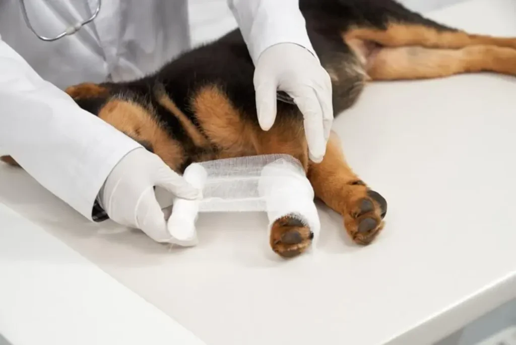 Emergency Pet Care