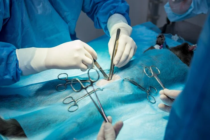 Surgical Expertise for Your Pet