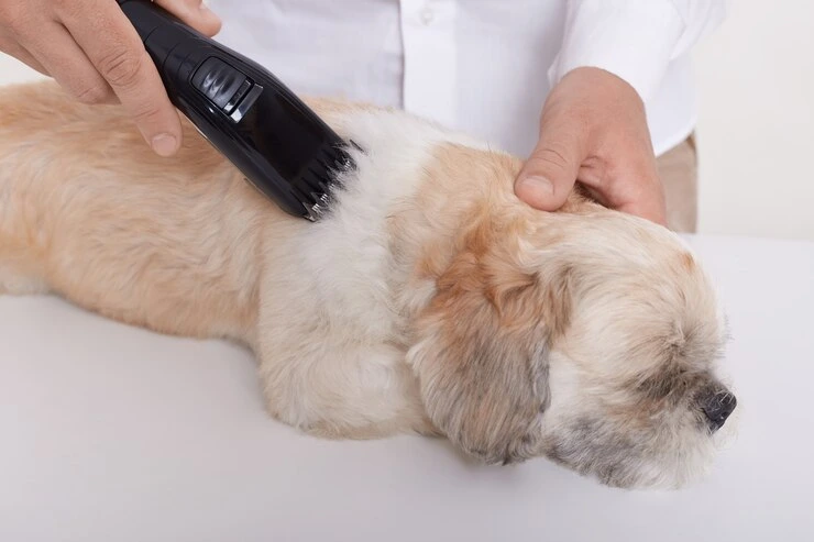 Best Pet Clinic In Kolkata, dog grooming services in Kolkata , pet boarding in Kolkata , pet vaccination in Kolkata , pet dental care in Kolkata , Pet Nutrition Tips by expert in Kolkata , Veterinary Clinics in Kankurgachhi Kolkata , veterinary clinics near me in Kolkata , best veterinary hospital in Kolkata , Pet Care Services in Kolkata, dog grooming services in Kolkata, Pet grooming