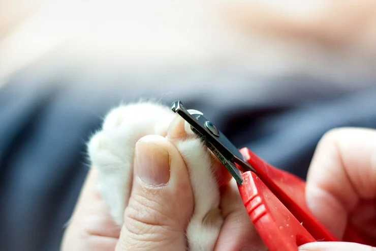 Nail Trimming for Pets