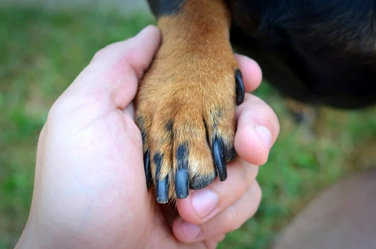 Nail Trimming for Pets