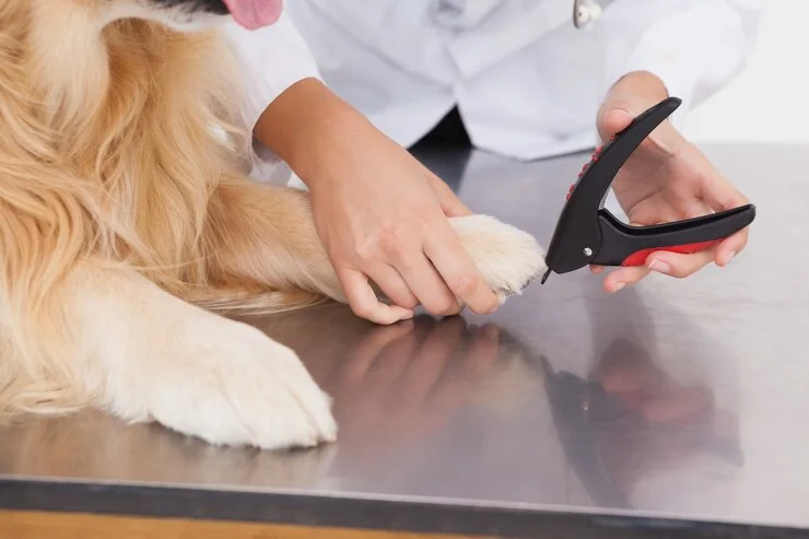 Nail Trimming for Pets