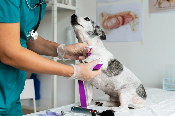 Best Pet Clinic In Kolkata, dog grooming services in Kolkata , pet boarding in Kolkata , pet vaccination in Kolkata , pet dental care in Kolkata , Pet Nutrition Tips by expert in Kolkata , Veterinary Clinics in Kankurgachhi Kolkata , veterinary clinics near me in Kolkata , best veterinary hospital in Kolkata , Pet Care Services in Kolkata, dog grooming services in Kolkata, Vaccinations for Pets
