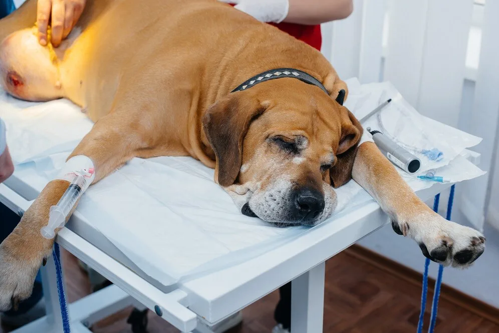 Dog with Kidney Disease 