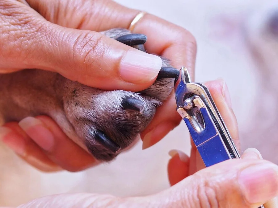 Nail Trimming Tips for Dogs