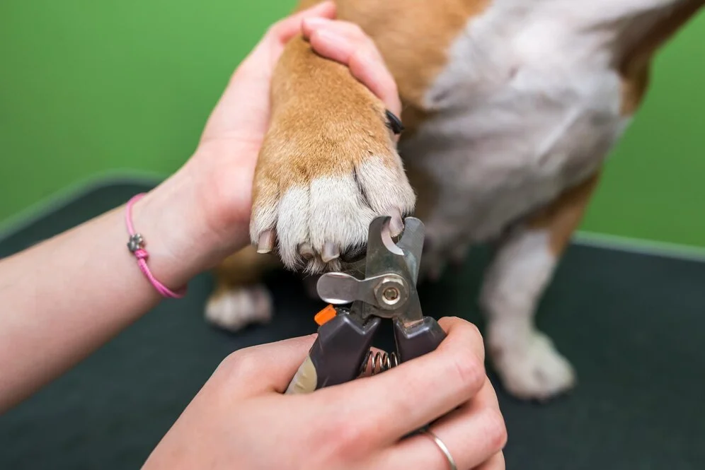 Nail Trimming Tips for Dogs