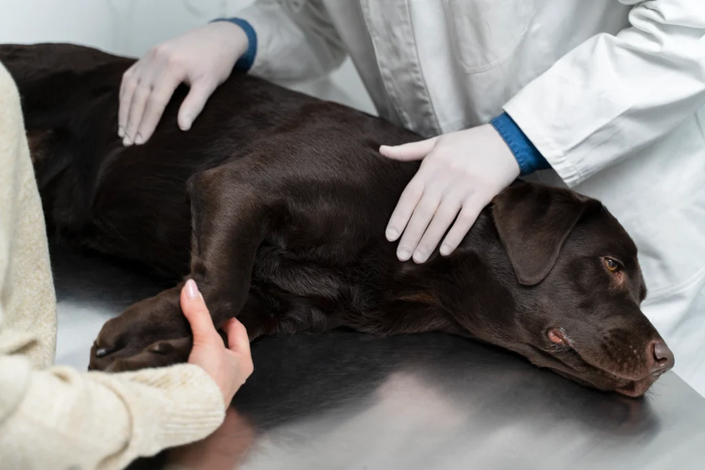 Best Pet Clinic In Kolkata, dog grooming services in Kolkata , pet boarding in Kolkata , pet vaccination in Kolkata , pet dental care in Kolkata , Pet Nutrition Tips by expert in Kolkata , Veterinary Clinics in Kankurgachhi Kolkata , veterinary clinics near me in Kolkata , best veterinary hospital in Kolkata , Pet Care Services in Kolkata, dog grooming services in Kolkata, 