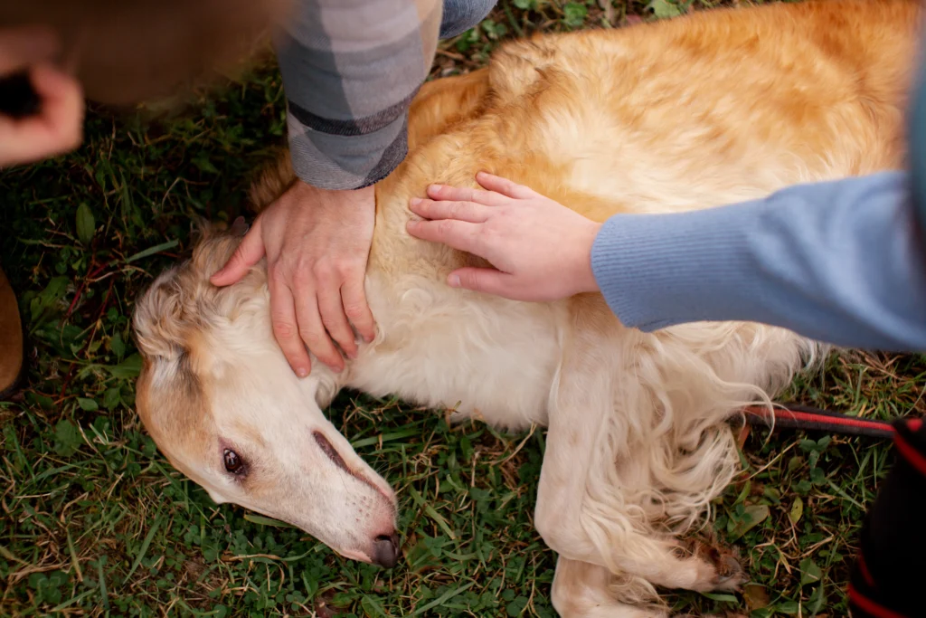 Best Pet Clinic In Kolkata, dog grooming services in Kolkata , pet boarding in Kolkata , pet vaccination in Kolkata , pet dental care in Kolkata , Pet Nutrition Tips by expert in Kolkata , Veterinary Clinics in Kankurgachhi Kolkata , veterinary clinics near me in Kolkata , best veterinary hospital in Kolkata , Pet Care Services in Kolkata, dog grooming services in Kolkata, Cryptorchidism in Dogs 