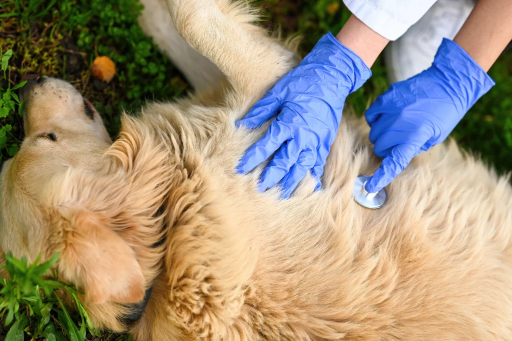 Best Pet Clinic In Kolkata, dog grooming services in Kolkata , pet boarding in Kolkata , pet vaccination in Kolkata , pet dental care in Kolkata , Pet Nutrition Tips by expert in Kolkata , Veterinary Clinics in Kankurgachhi Kolkata , veterinary clinics near me in Kolkata , best veterinary hospital in Kolkata , Pet Care Services in Kolkata, dog grooming services in Kolkata, Cryptorchidism in Dogs 
