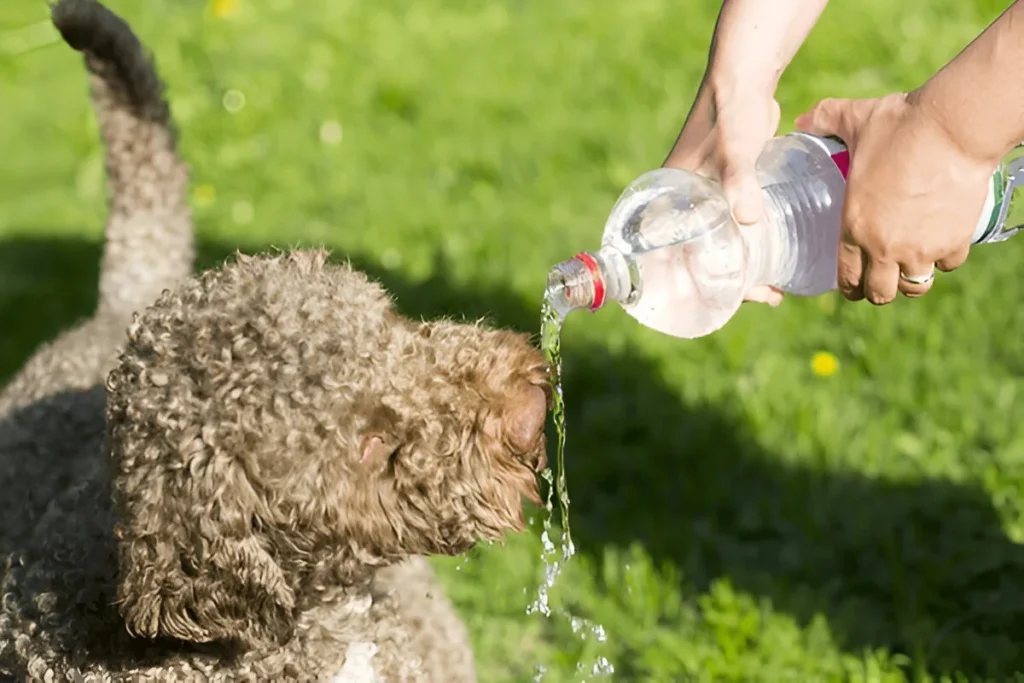 Heatstroke in Pets