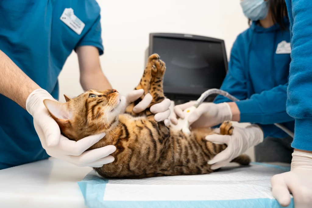 Best Pet Clinic In Kolkata, dog grooming services in Kolkata , pet boarding in Kolkata , pet vaccination in Kolkata , pet dental care in Kolkata , Pet Nutrition Tips by expert in Kolkata , Veterinary Clinics in Kankurgachhi Kolkata , veterinary clinics near me in Kolkata , best veterinary hospital in Kolkata , Pet Care Services in Kolkata, dog grooming services in Kolkata, Best Pet Clinic In Kolkata, Cat Vomiting
