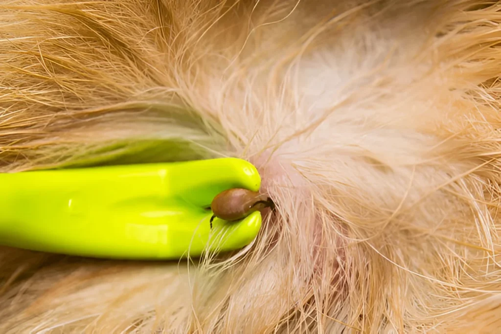 tick fever in pets