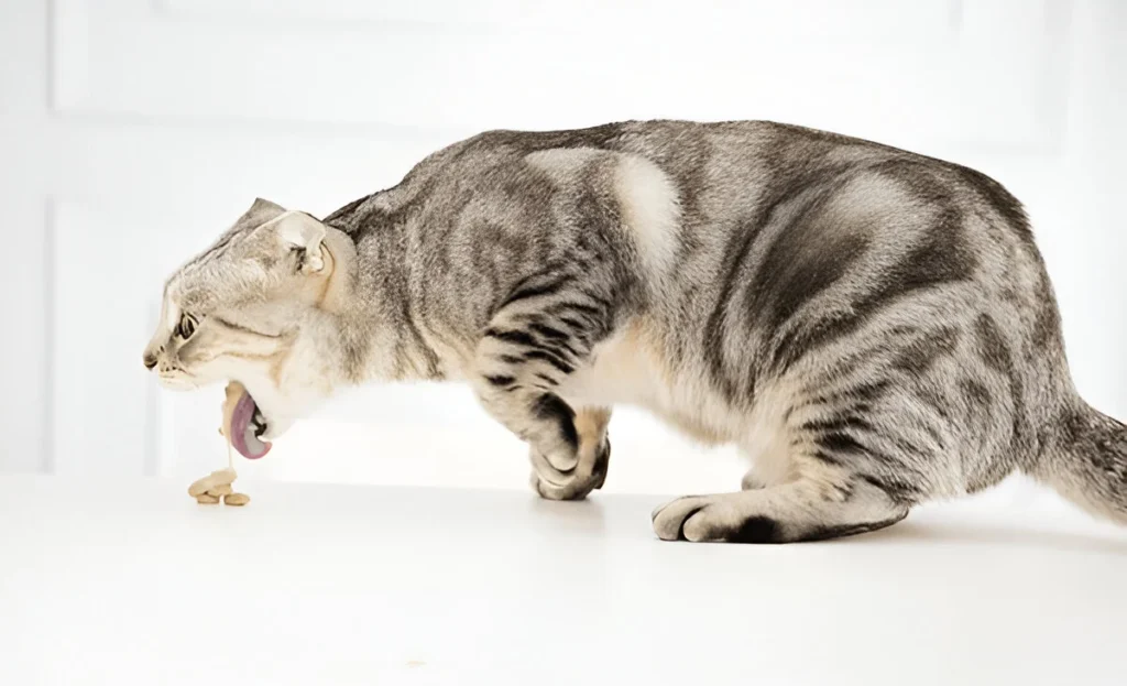 Cat Vomiting Signs
