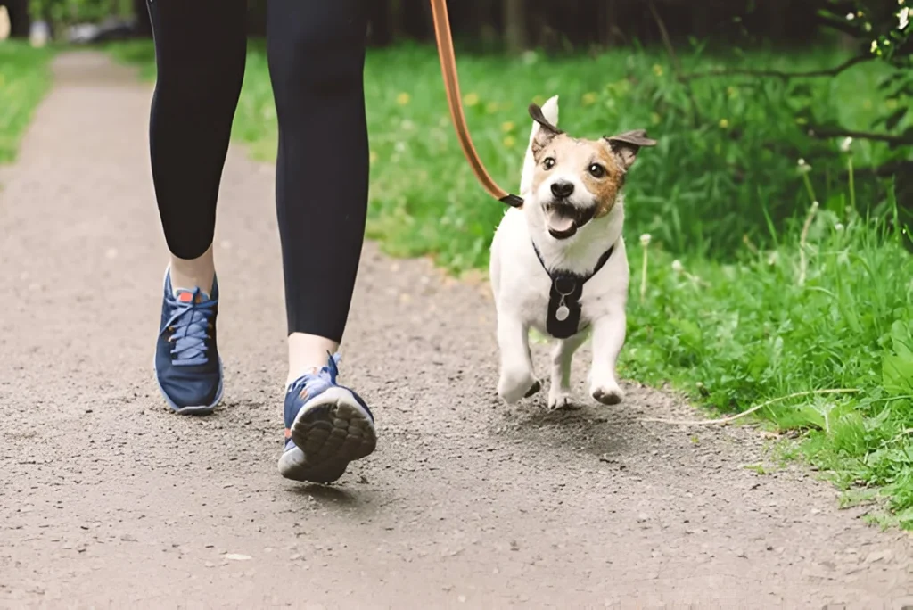 keep your dog healthy
