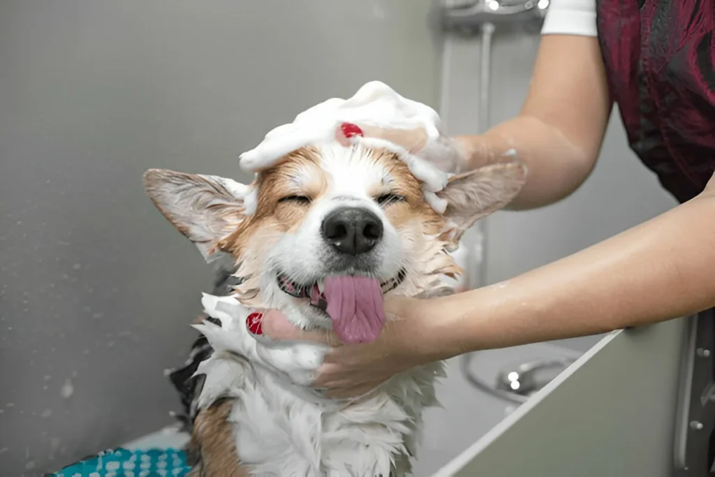 groom your dog