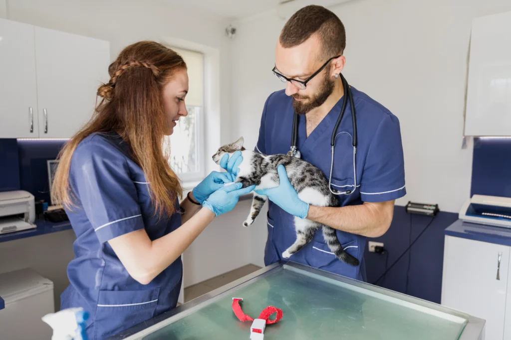 Best Pet Clinic In Kolkata, dog grooming services in Kolkata , pet boarding in Kolkata , pet vaccination in Kolkata , pet dental care in Kolkata , Pet Nutrition Tips by expert in Kolkata , Veterinary Clinics in Kankurgachhi Kolkata , veterinary clinics near me in Kolkata , best veterinary hospital in Kolkata , Pet Care Services in Kolkata, dog grooming services in Kolkata, Best Pet Clinic In Kolkata, Cat Vomiting
