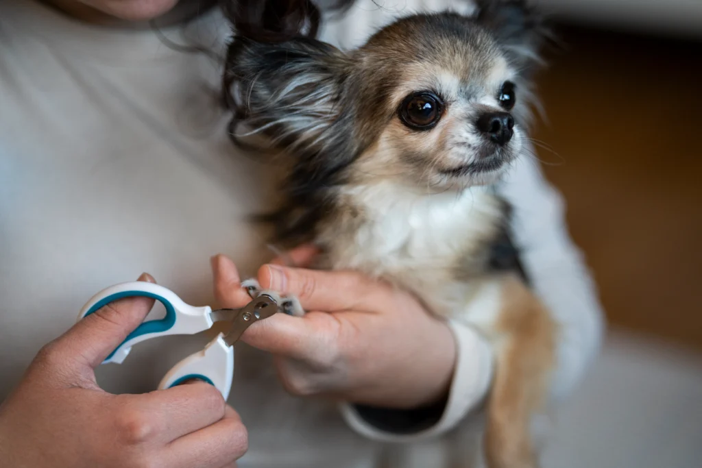 Pet Grooming Essentials, Best Pet Clinic In Kolkata, dog grooming services in Kolkata , pet boarding in Kolkata , pet vaccination in Kolkata , pet dental care in Kolkata , Pet Nutrition Tips by expert in Kolkata , Veterinary Clinics in Kankurgachhi Kolkata , veterinary clinics near me in Kolkata , best veterinary hospital in Kolkata , Pet Care Services in Kolkata, dog grooming services in Kolkata
