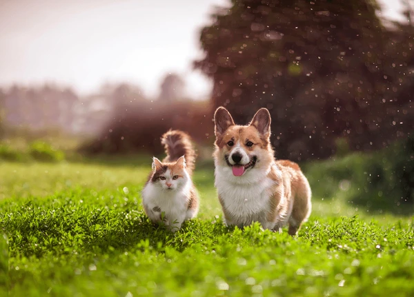 Best Pet Clinic In Kolkata, dog grooming services in Kolkata , pet boarding in Kolkata , pet vaccination in Kolkata , pet dental care in Kolkata , Pet Nutrition Tips by expert in Kolkata , Veterinary Clinics in Kankurgachhi Kolkata , veterinary clinics near me in Kolkata , best veterinary hospital in Kolkata , Pet Care Services in Kolkata, dog grooming services in Kolkata
