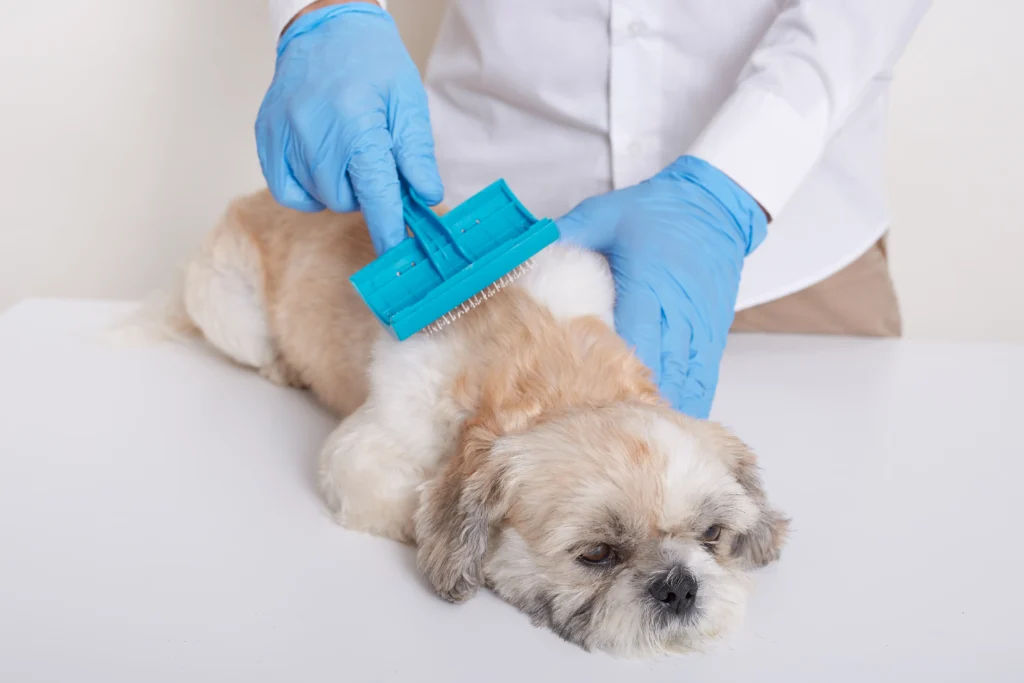 dog grooming services in Kolkata
