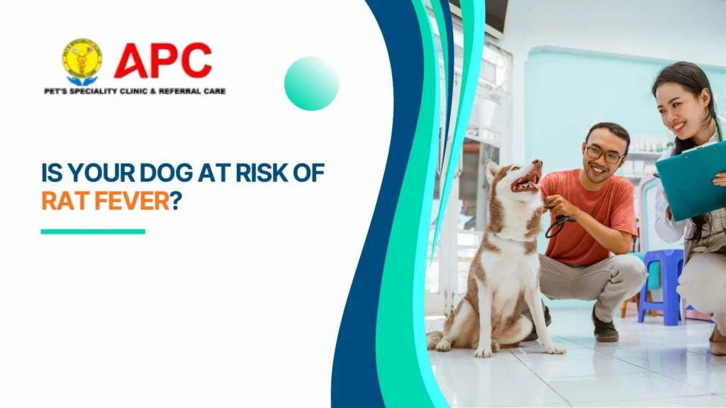 Is Your Dog at Risk of Rat Fever?