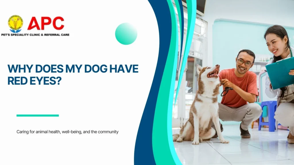 Why Does My Dog Have Red Eyes?