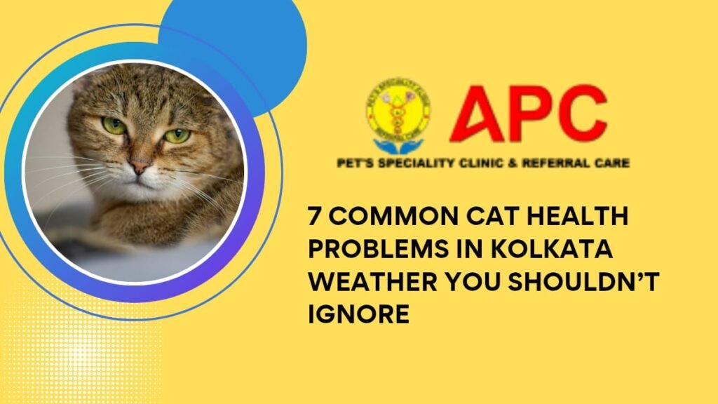 Common Cat Health Problems in Kolkata Weather You Shouldn’t Ignore