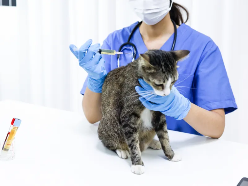 Cat Health