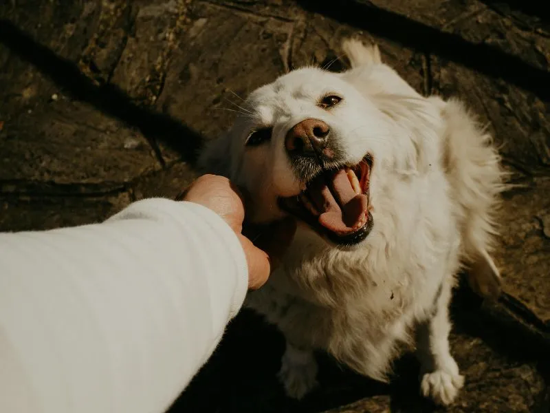 Best Pet Clinic In Kolkata