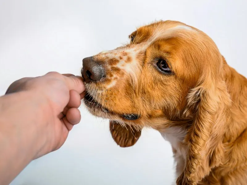 Best Pet Clinic In Kolkata