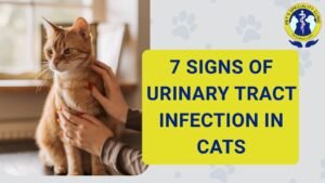 7 Signs of Urinary Tract Infection in Cats