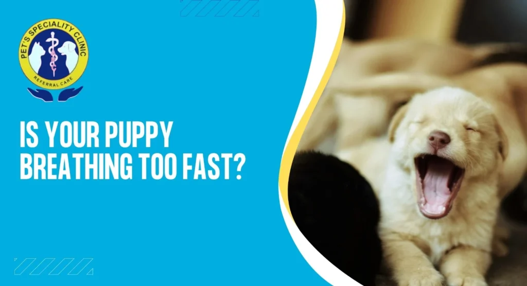 best pet clinic in Kolkata, preventive pet healthcare, puppy