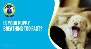 Is Your Puppy Breathing Too Fast?