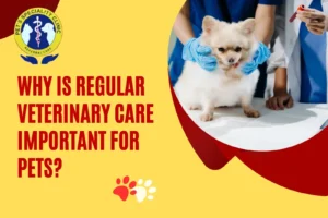 Why is Regular Veterinary Care Important for Pets?