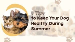 8 Tips to Keep Your Dog Healthy During Summer