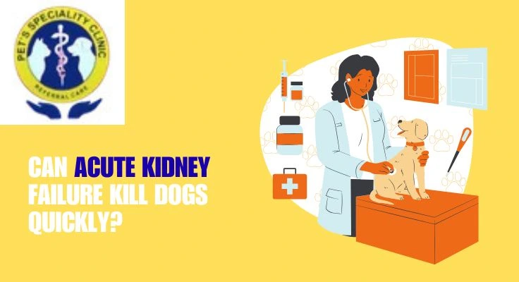 Can Acute Kidney Failure Kill Dogs Quickly?