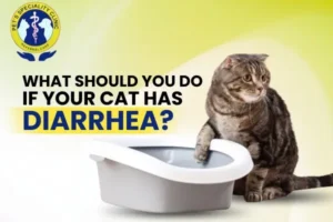 What Should You Do If Your Cat Has Diarrhea?