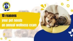 10 Reasons Your Pet Needs an Annual Wellness Exam