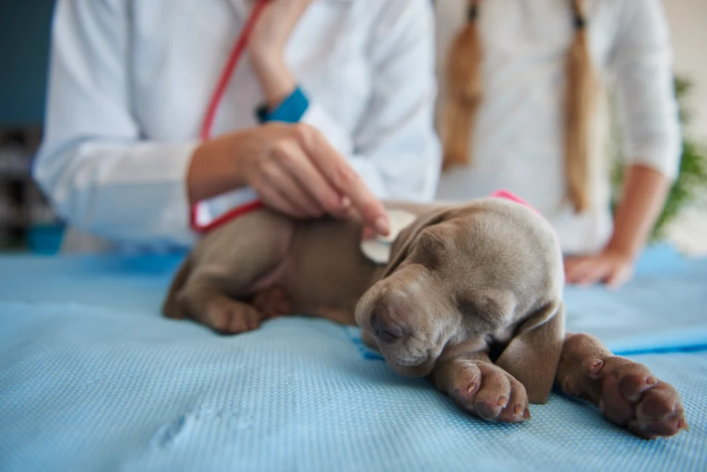 veterinary clinic in Kolkata