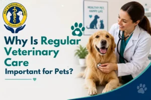 Why Is Regular Veterinary Care Important for Pets?