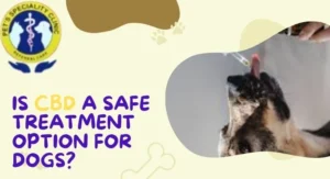 Is CBD a Safe Treatment Option for Dogs?